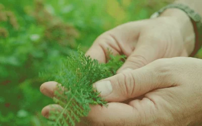 Where Is All the Native Food?